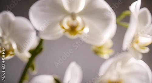 Time lapse of white Phalaenopsis orchid opening macro shooting video 4k animation