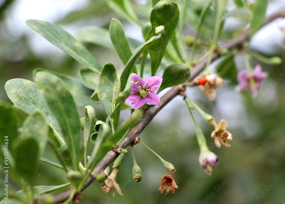 Flowering Lycium barbarum Flowering Lycium barbarum