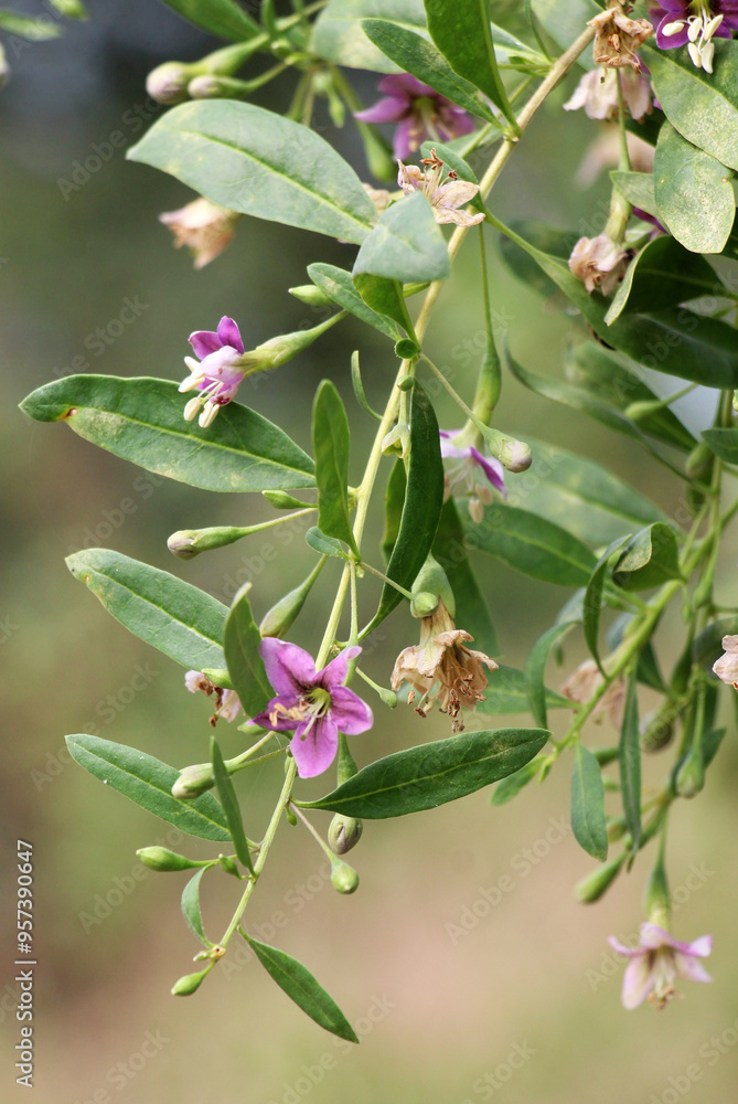 Obraz premium Flowering Lycium barbarum