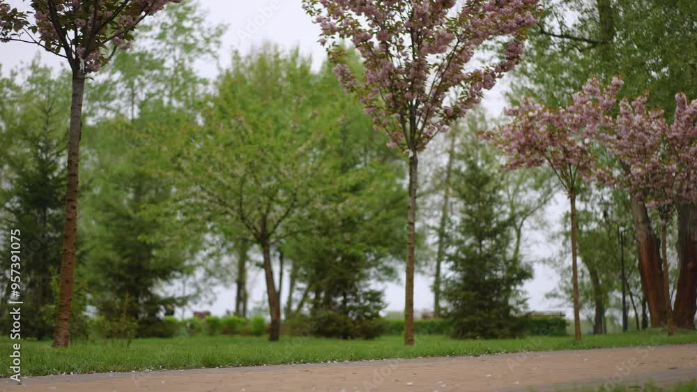 A young woman strolls through a spring park, holding a colorful umbrella under blooming cherry trees A young woman strolls through a spring park, holding a colorful umbrella under blooming cherry trees
