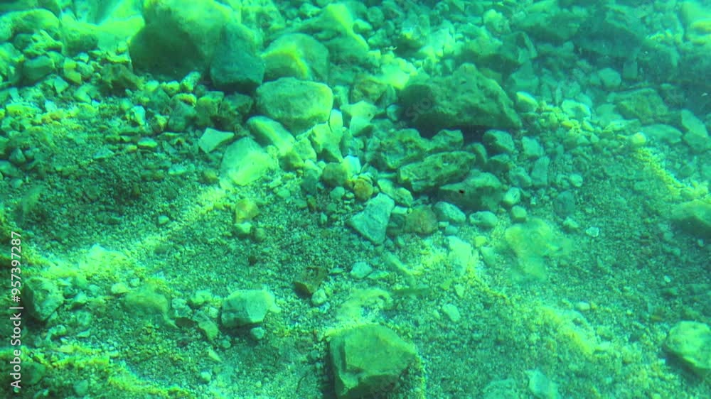 Air bubbles rise gently to water's surface. Light refracts through moving water, creating mesmerizing patterns that dance across seabed Air bubbles rise gently to water's surface. Light refracts through moving water, creating mesmerizing patterns that dance across seabed