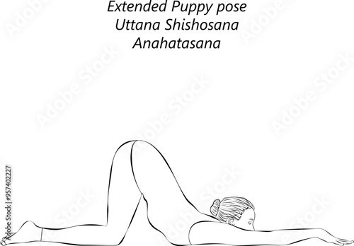 Sketch of young woman practicing Uttana Shishosana yoga pose. Anahatasana. Extended Puppy pose. Intermediate Difficulty. Isolated vector illustration.