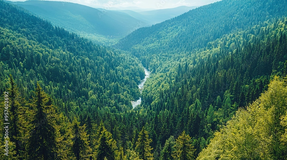 Fototapeta premium A valley in a forest with a river running through it is seen from this viewpoint