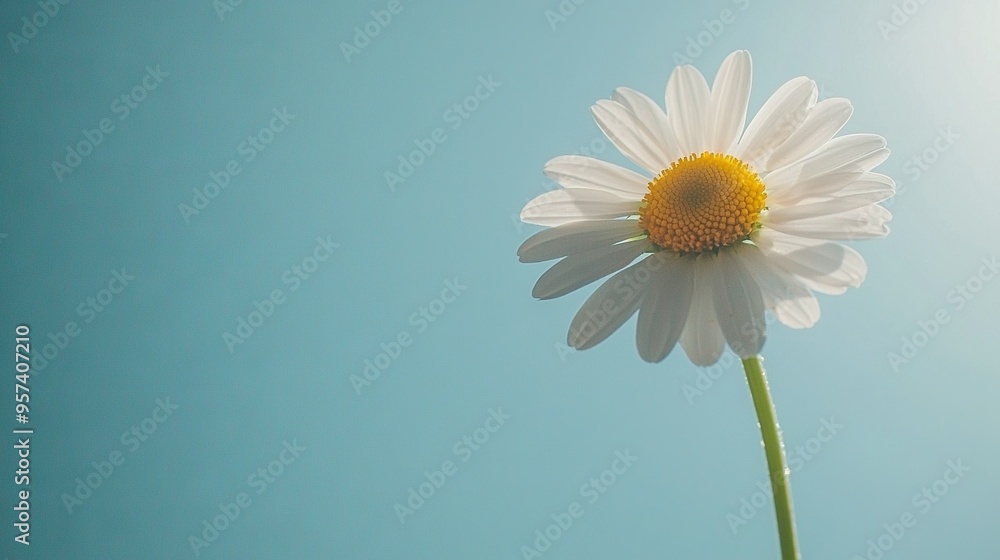 A close-up of a white flower against a blue sky with a sunbeam in the foreground A close-up of a white flower against a blue sky with a sunbeam in the foreground