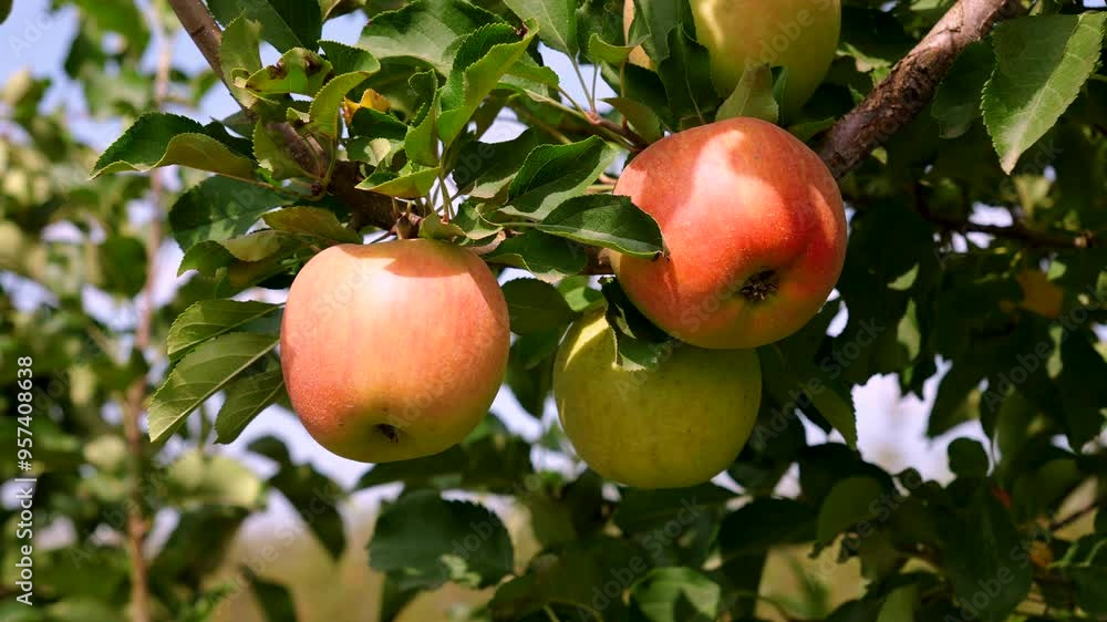 Close-up of three paradise apples on tree branch symbolize growth, freshness, and healthy eating. Outdoor sunny day in orchard. Close-up of three paradise apples on tree branch symbolize growth, freshness, and healthy eating. Outdoor sunny day in orchard.