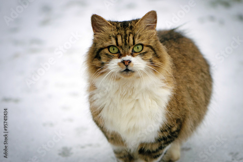 an adult cat sits on the ground in ice, winter weather, frost. month of March. home animal on the street. homeless cat. beautiful ginger cat on the snow in the village, domestic animal, close-up