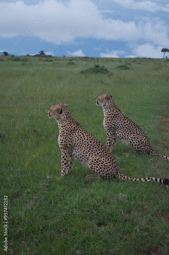 Obraz premium Two cheetahs hunting, cuddling and cleaning each other in the wild. Wildlife safari, 2 cheetahs, leopards, animal print, cute animals, love, animals cuddling, African safari, maasai mara, kenya