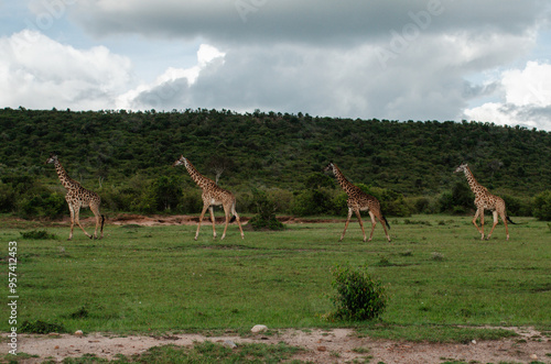 Canvastavla Family of giraffes walking in straight perfect line, through grasslands in Kenya, Africa, Tanzania