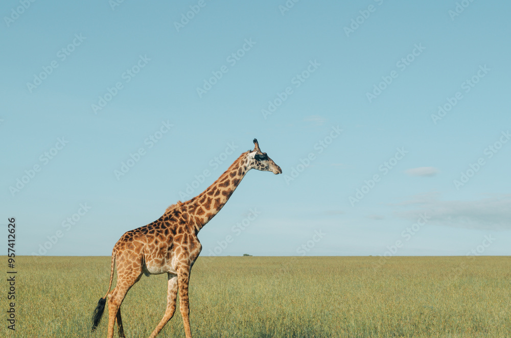 Obraz premium Family of giraffes walking through grasslands in Kenya, Africa, Tanzania. Wildlife safari photography, travel, African safari, Mother giraffe, Father giraffe, Baby giraffe, male, female, blue skies