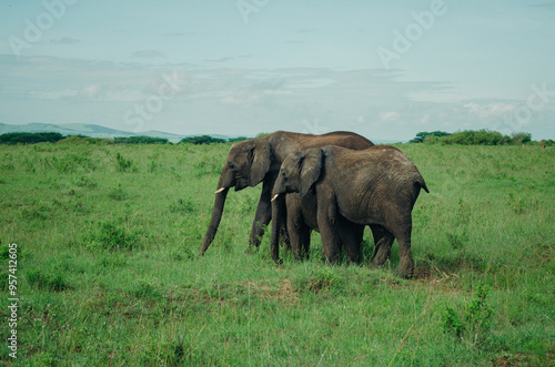 Family of elephants walking through grasslands in Kenya, Africa, Tanzania. Wildlife safari photography, travel, African safari, Mother elephant, Father elephant, Baby elephant, male, female, infant photo