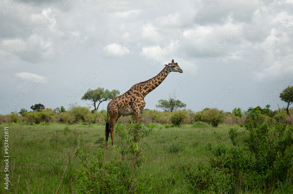 Fototapeta premium Family of giraffes walking through grasslands in Kenya, Africa, Tanzania. Wildlife safari photography, travel, African safari, Mother giraffe, Father giraffe, Baby giraffe, male, female, blue skies