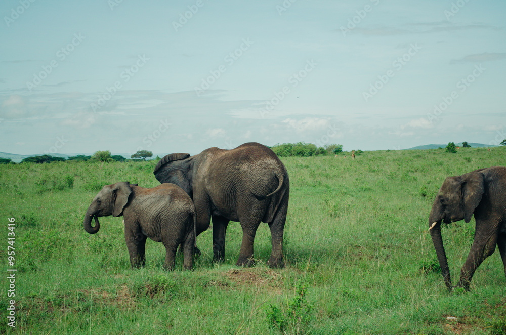 Family of elephants walking through grasslands in Kenya, Africa, Tanzania. Wildlife safari photography, travel, African safari, Mother elephant, Father elephant, Baby elephant, male, female, infant Family of elephants walking through grasslands in Kenya, Africa, Tanzania. Wildlife safari photography, travel, African safari, Mother elephant, Father elephant, Baby elephant, male, female, infant
