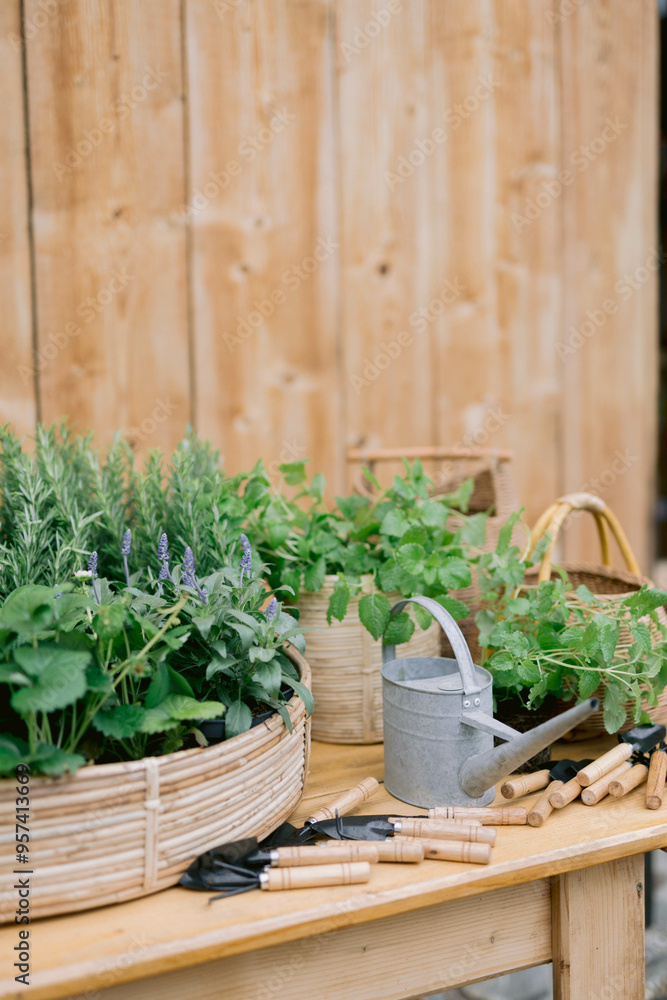 Various potted herbs and gardening tools on wooden table. Various potted herbs and gardening tools on wooden table.