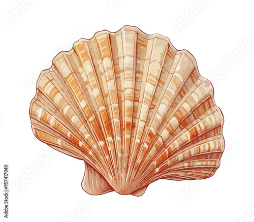 A linear vector of a seashell.