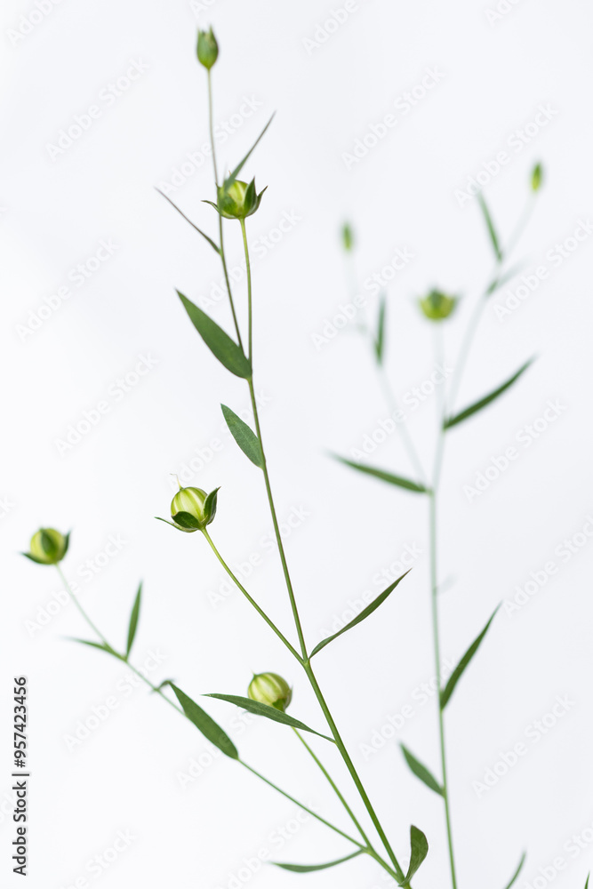 Nahaufnahme einer Flachspflanze mit grünen Blättern und Samenkapseln vor weißem Hintergrund. Nahaufnahme einer Flachspflanze mit grünen Blättern und Samenkapseln vor weißem Hintergrund.