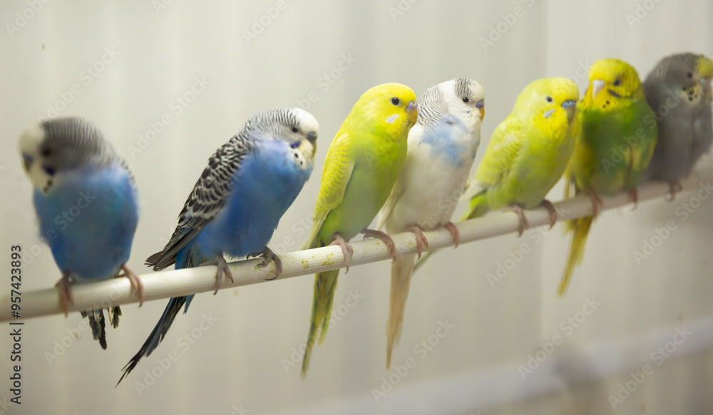 Obraz premium Closeup of group of multicolored budgies perching in birdcage in pet shop