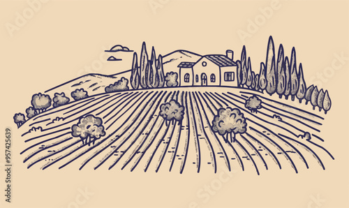 Linear vector illustration of a vineyard.