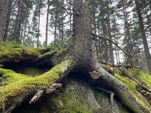 Tree with mushrooms in the forest.  photo