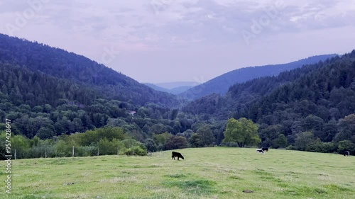 Idyllic Pastoral Landscape in Vosges Mountains at Dusk with Grazing Cows, Glashütte, Guebwiller, Alsace, France photo