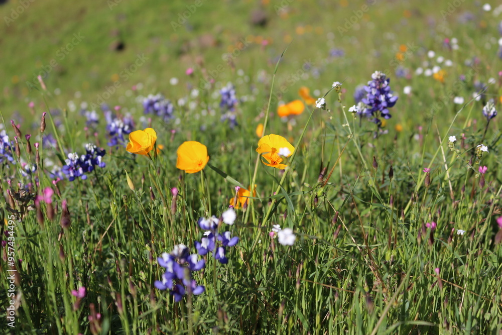 flowers in the field flowers in the field
