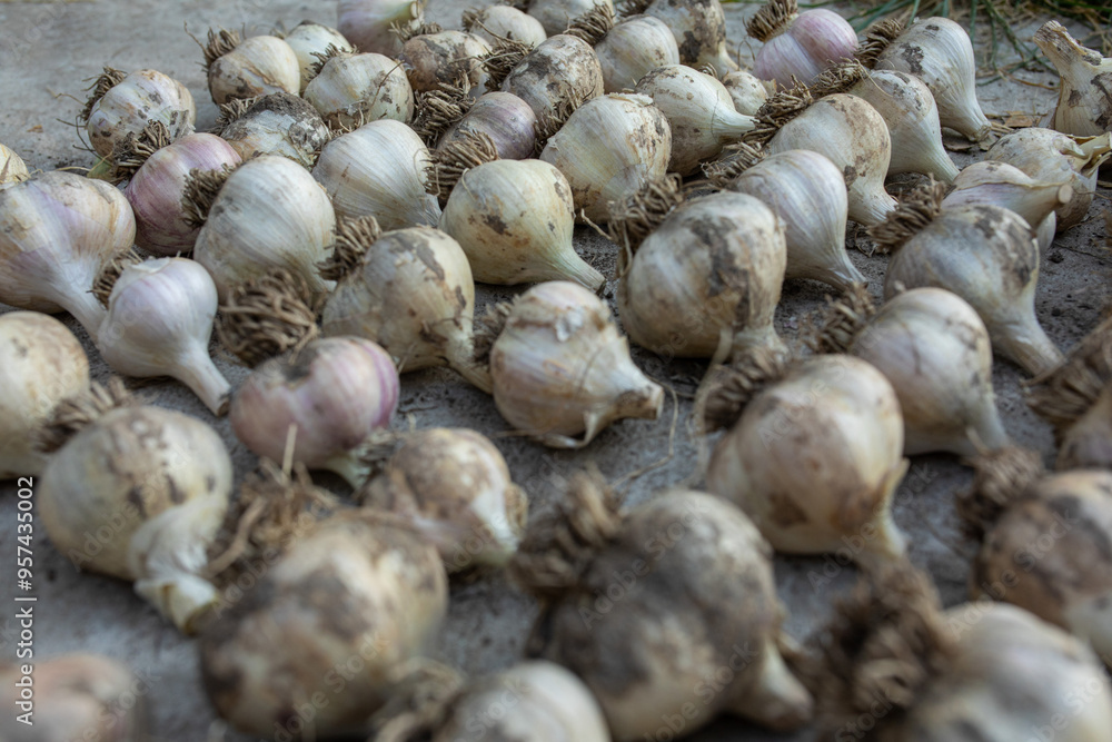 side view of rows of garlic side view of rows of garlic