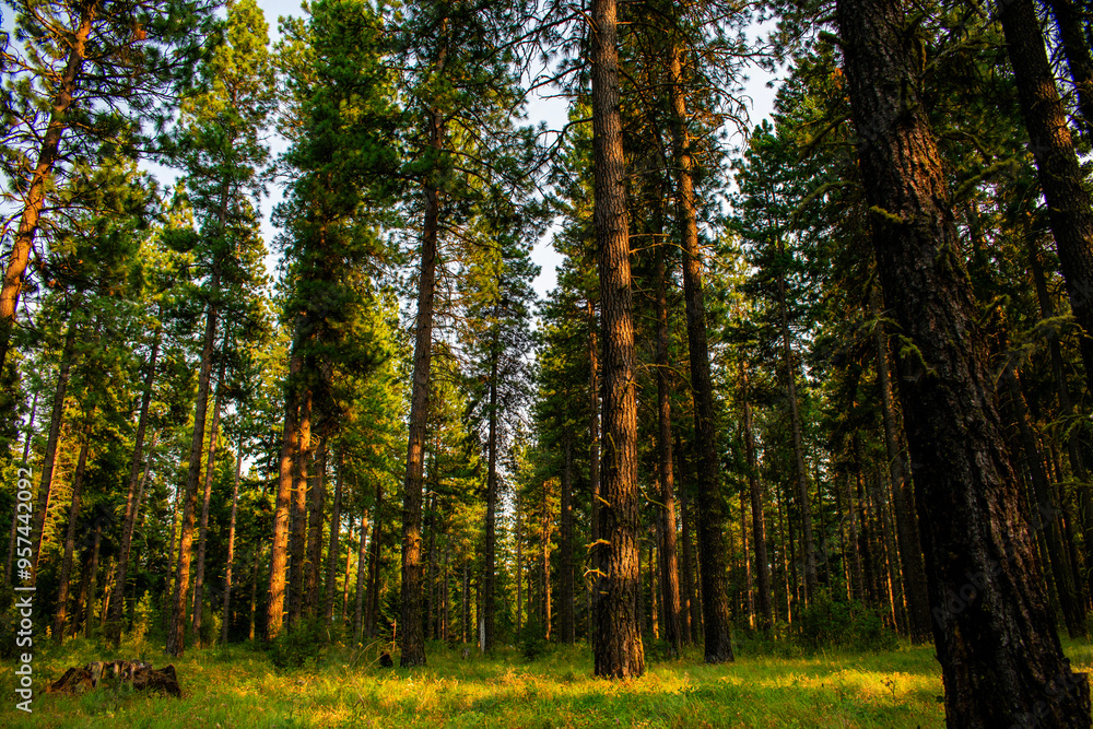 Fototapeta premium Autumn in the Forest