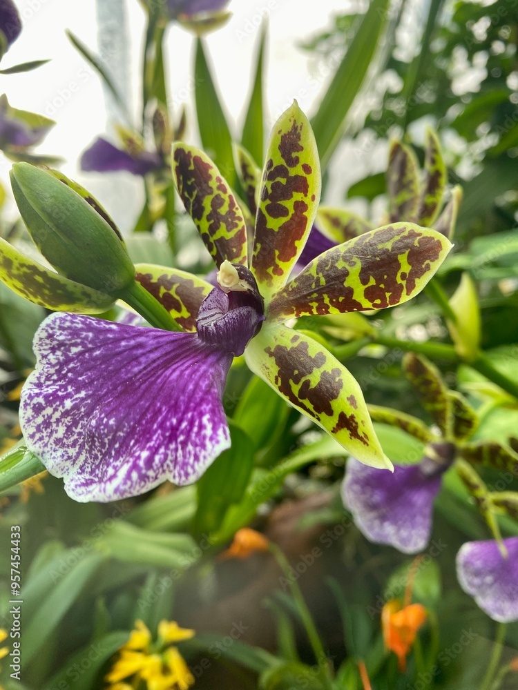 Obraz premium purple orchid flower