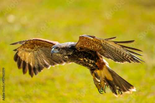 Harris's Hawk (Parabuteo unicinctus), Gavião-asa-de-telha