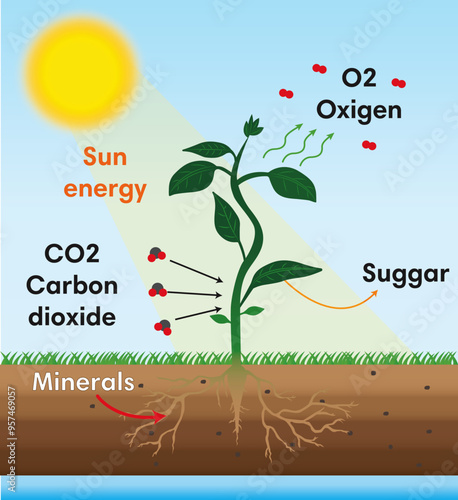 photosynthesis scheme