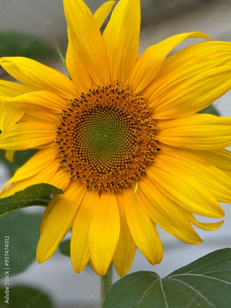 Sunflower Sunflower