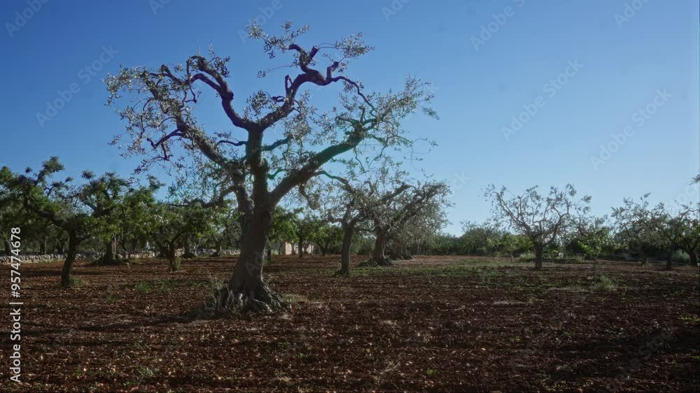 A scenic view of gnarled olive trees growing in a sunlit puglia landscape in southern italy, showcasing the rustic charm and agricultural significance of the region. A scenic view of gnarled olive trees growing in a sunlit puglia landscape in southern italy, showcasing the rustic charm and agricultural significance of the region.