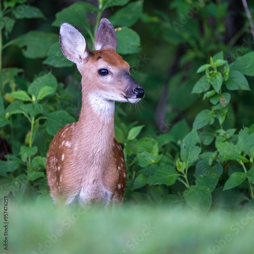 Cute baby white-tailed deer spotted fawn in a green summer meadow at Tims Ford State Park in Tennessee.