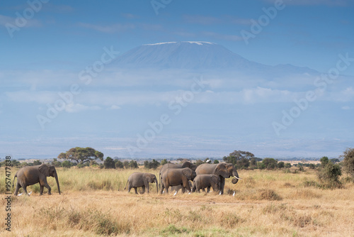 Photography A herd of elephants cross in front of Mount Kilimanjaro.