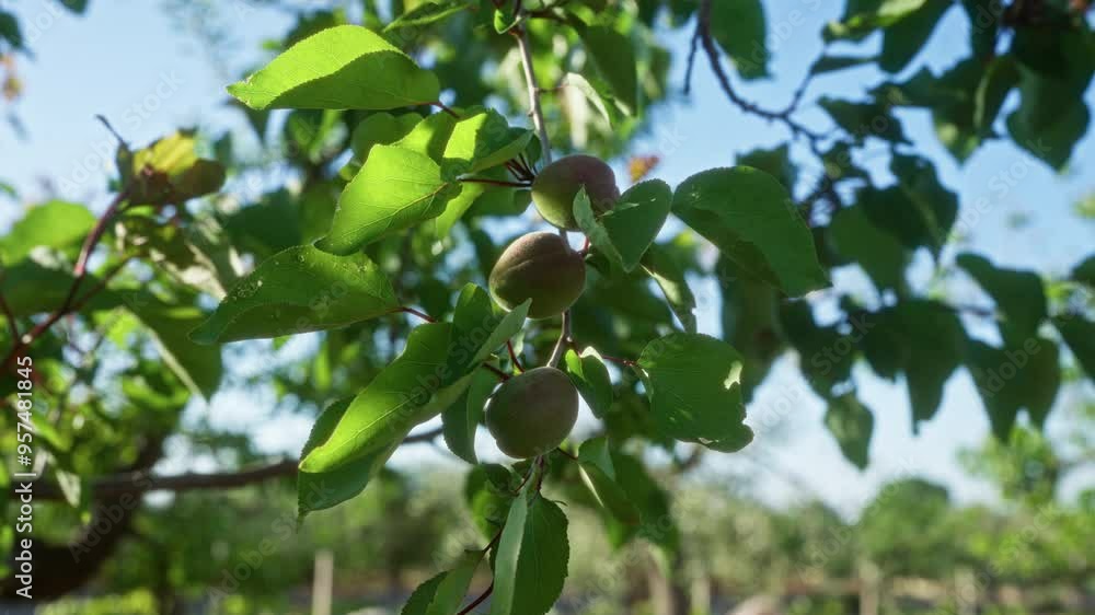 A close-up shot of an apricot tree prunus armeniaca with unripe fruit hanging among green leaves, captured outdoors in the puglia region of southern italy. A close-up shot of an apricot tree prunus armeniaca with unripe fruit hanging among green leaves, captured outdoors in the puglia region of southern italy.