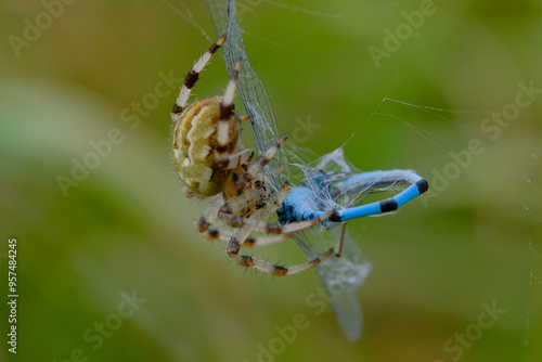Close-up of a spider eating a dragonfly