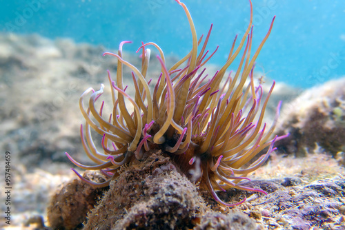 Mediterranean snakelocks sea anemone - Anemonia sulcata photo