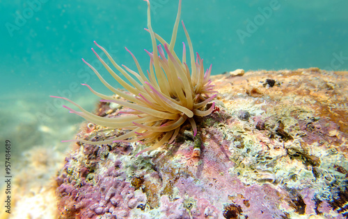 Mediterranean snakelocks sea anemone - Anemonia sulcata photo