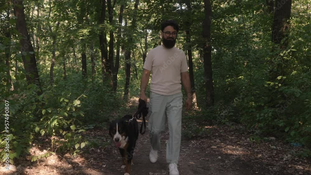 A man in glasses and a beard enjoys a sunny morning walk with his Bernese Mountain Dog on a trail in the woods. A man in glasses and a beard enjoys a sunny morning walk with his Bernese Mountain Dog on a trail in the woods.