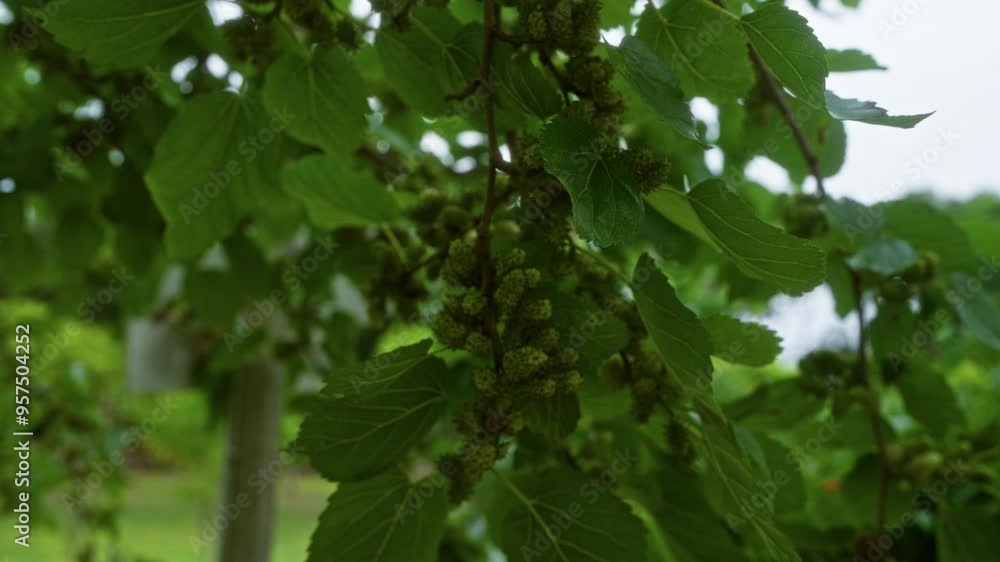 Green foliage and unripe mulberries thriving on a morus plant in an outdoor garden in puglia, southern italy, showcasing the lush natural environment. Green foliage and unripe mulberries thriving on a morus plant in an outdoor garden in puglia, southern italy, showcasing the lush natural environment.