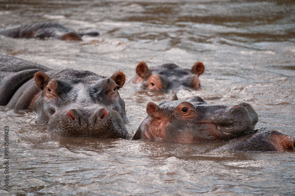 Family of Hippopotamus in River, Serengeti Tanzania Family of Hippopotamus in River, Serengeti Tanzania