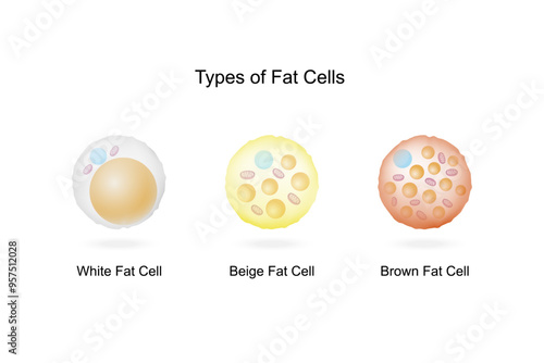 Types of Fat Cells. Adipocytes. Brown, Beige, and White fat cells. Lipid droplets. Vector illustration.