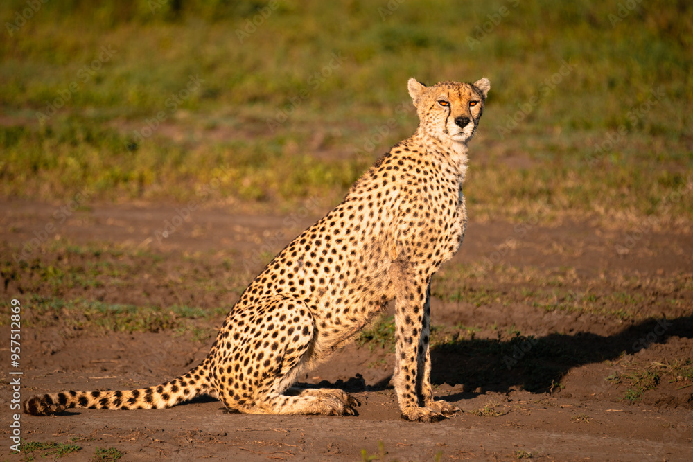 Obraz premium Cheetah With Glowing Eyes Sitting in Dirt Track, Serengeti Tanzania
