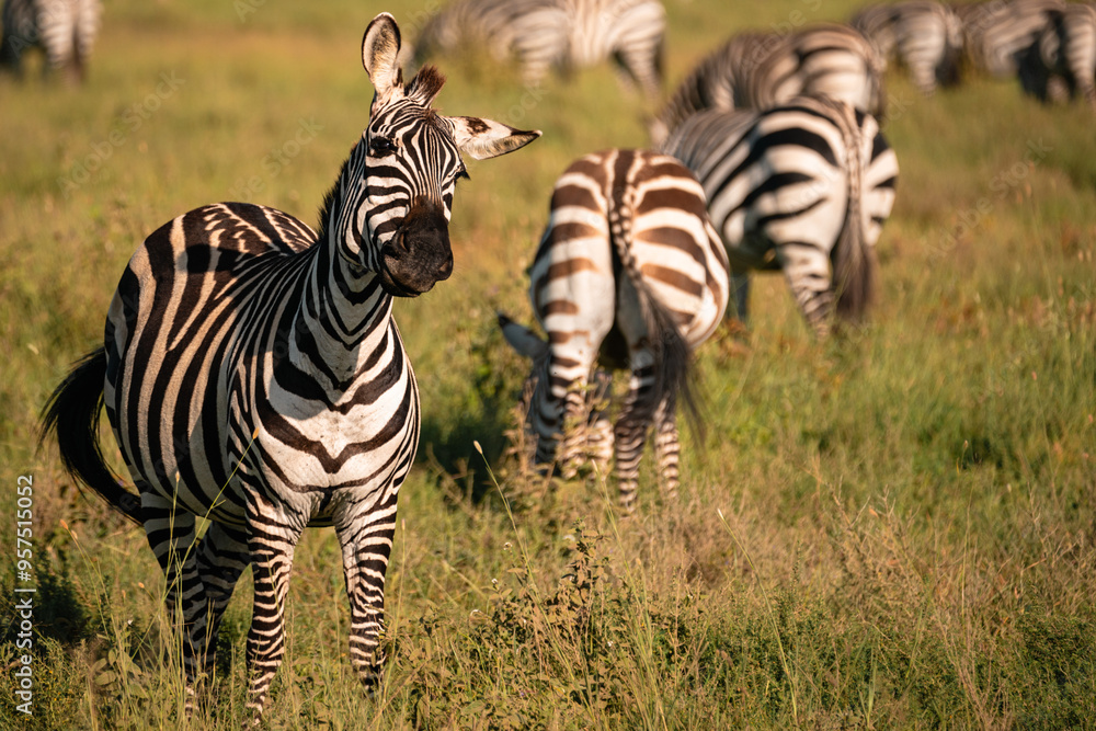 Fototapeta premium Goofy Looking Zebra Shaking Head, Serengeti Tanzania