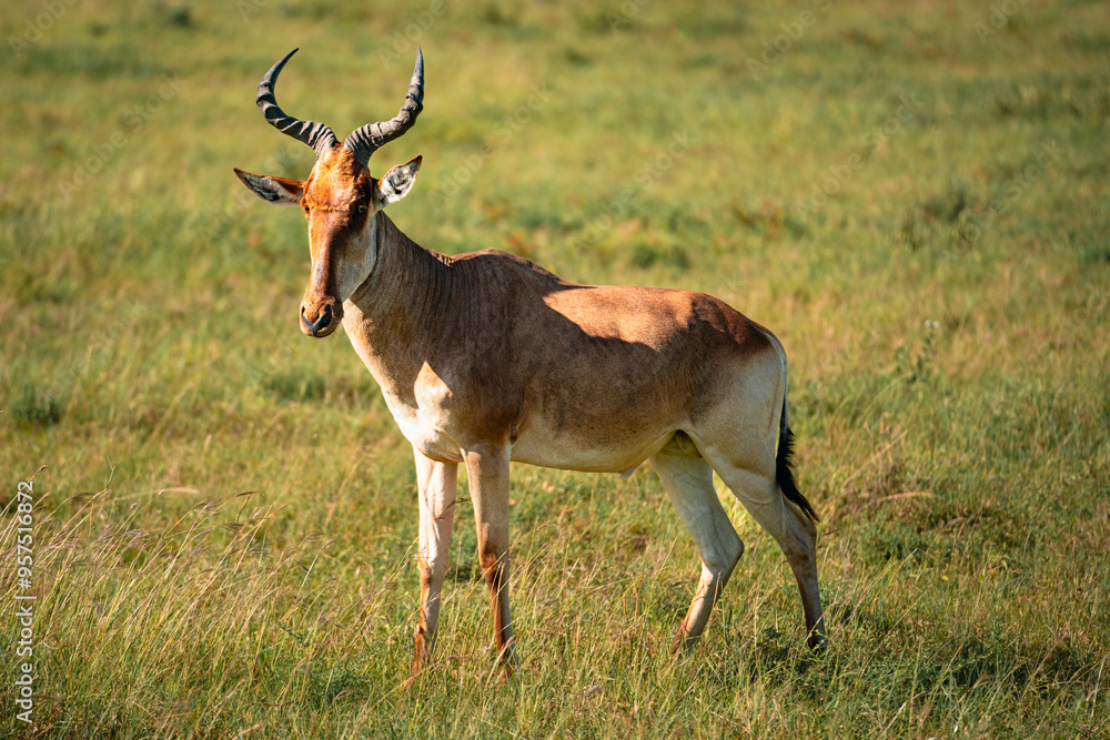 Hartebeest in Grass, Serengeti National Park, Tanzania Hartebeest in Grass, Serengeti National Park, Tanzania