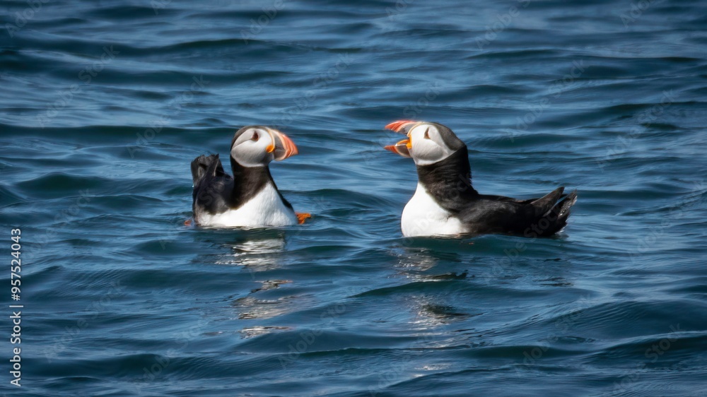 Fototapeta premium Atlantic Puffins in Maine