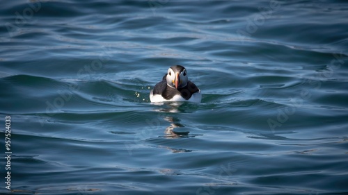 Photography Atlantic Puffins in Maine