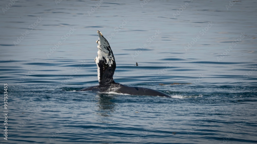 Fototapeta premium Humpback Whale in the Gulf of Maine