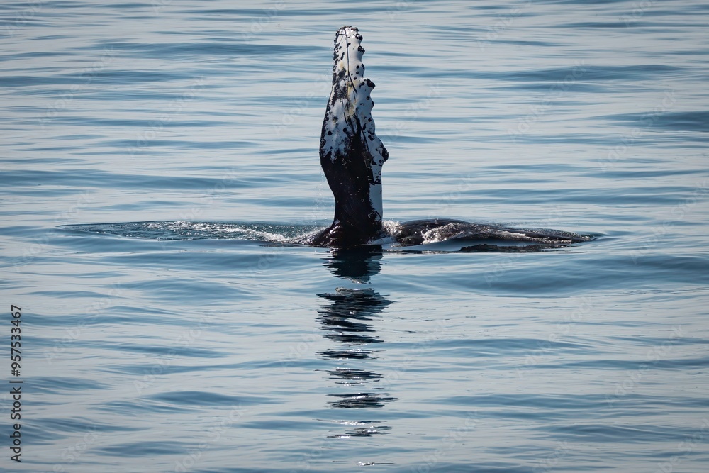 Fototapeta premium Humpback Whale in the Gulf of Maine