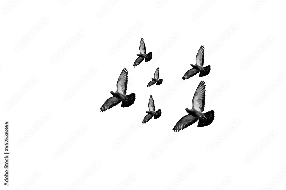 flying pigeon PNG, pigeon PNG, pigeon isolated on white transparent background flying pigeon PNG, pigeon PNG, pigeon isolated on white transparent background