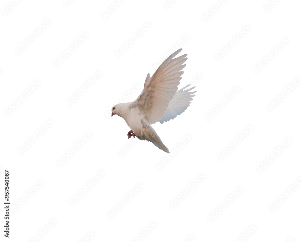 Fototapeta premium white pigeon PNG, flying pigeon png, bird flying